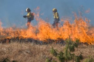 grass fire