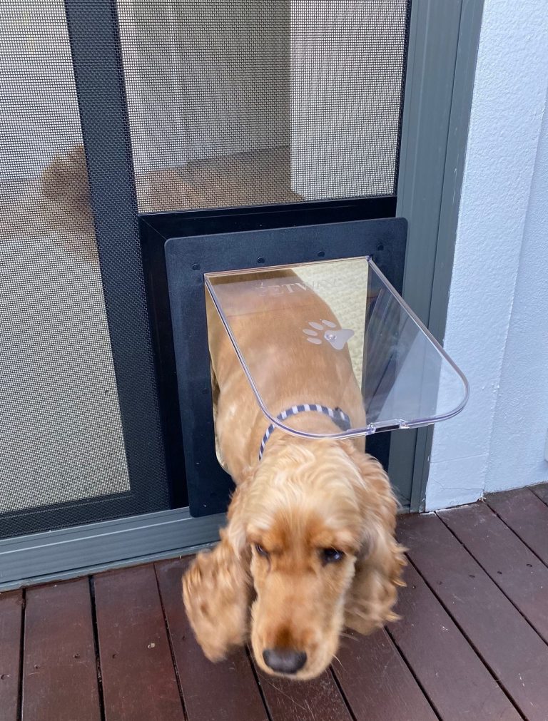 Can You Put a Dog Door Into a Security Screen Door? - SP Screens